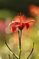 röd lilja på färgad blommabakgrund foto