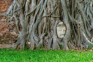 buddhahuvudstaty med fångade i bodhiträdrötter vid wat mahathat foto