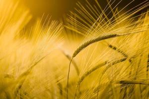 detalj av kornfält