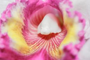 cattleya labiata orkidéer foto