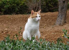 vit röd kort hår katt sitter i de gräs. de katt utseende bort. de munkorg av en katt med gulgrön ögon, en lång vit mustasch, en rosa näsa och skinande täcka. begrepp för veterinär klinik. foto