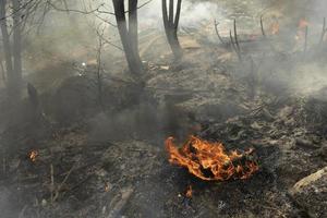 svart rök från brand. brinnande av sopor. förstörelse av natur. miljö- katastrof. foto