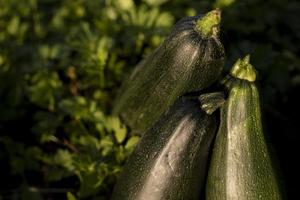 zucchini i trädgård. vegetabiliska skörda. höst frukter. trädgård detaljer. grön växt. friska mat. foto