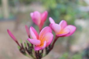 selektiv fokus se av skön röd frangipani blommor i trädgård på suddig bakgrund. dess vetenskaplig namn är plumeria rubra. Begagnade för dekorativ växter. foto