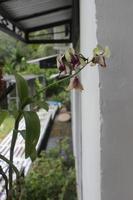 selektiv fokus av dendrobium bigibbum orkide blomma vanligen känd som kokstad orkide eller mauve fjäril orkide eller lila lila orkide i trädgård, Indonesien. foto