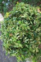 ett dekorativ växt med frodig grön löv som heter arboricola trinett foto