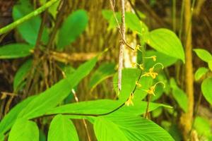 tropisk natur med handflatan träd blommor växter i djungel skog thailand. foto