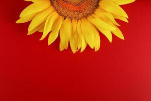 solros gul på en röd bakgrund topp se. fri Plats för kopiering. foto
