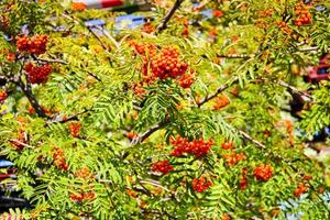 grön löv av en träd med bär, rönn frukt, sommar träd. naturlig godsaker. de strålar av de Sol falla på de grön, snidade, olikformigt löv. skön berg aska i de eftermiddag foto