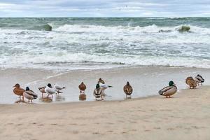 flock av gräsand ankor på kustlinje nära hav foto