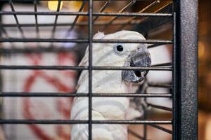 söt vit cacatua kakadua papegoja i bur i café interiör bakgrund, rolig tamfågel foto