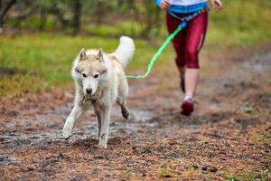 canicross hundmushing race foto