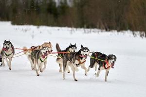 kör husky hund på slädhund racing foto