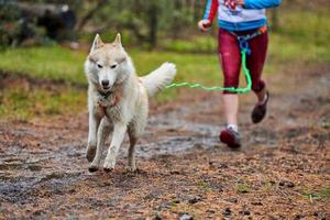 canicross hundmushing race foto