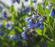 stänga se av blomning lungört på en fält foto