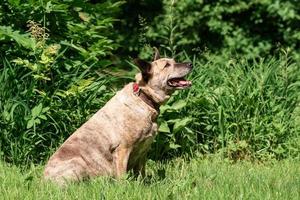 australier nötkreatur hund på de gräs foto