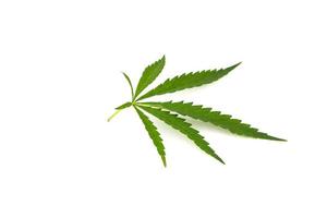 cannabis blad på en vit bakgrund. grön kvist av hampa foto