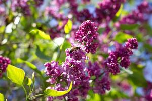 lila lila utomhus. mild vår bakgrund. vår Maj blommor foto