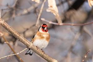 steglits, carduelis carduelis, uppflugen på trä- abborre med suddig naturlig bakgrund foto