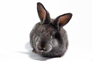 små fluffig grå kanin isolerat på vit bakgrund, påsk kanin. hare för påsk närbild på en vit bakgrund. foto