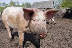 gris jordbruk höjning och föder upp av inhemsk grisar. foto