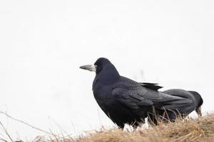 råka , corvus frugilegus. trevlig råka foto på snö.