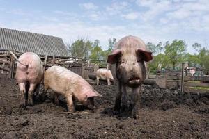 gris jordbruk höjning och föder upp av inhemsk grisar. foto