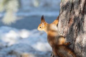 röd ekorre Sammanträde på en träd gren i vinter- skog och nibbling frön på snö täckt träd bakgrund.. foto