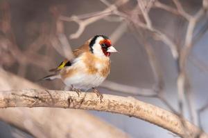 steglits, carduelis carduelis, uppflugen på trä- abborre med suddig naturlig bakgrund foto