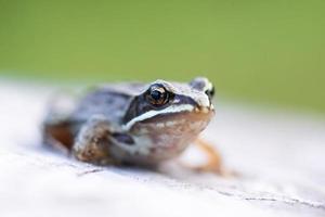 en vuxen allmänning europeisk padda, bufo bufo Sammanträde på de jord i de trädgård foto