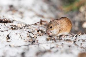 randig fält mus är små långstjärtad mus foto
