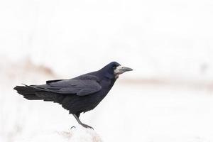 råka , corvus frugilegus. trevlig råka foto på snö.