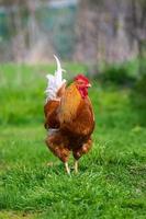 en tupp och en frigående kyckling på de gräs i de landsbygden foto
