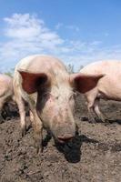 gris jordbruk höjning och föder upp av inhemsk grisar. foto