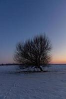 ensam träd på solnedgång i en vinter- landskap foto