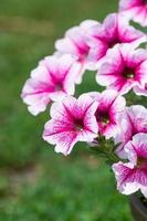 stänga upp av en blomma gräns med färgglatt blommande petunia Vinka sötnos. foto