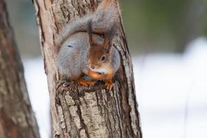 röd ekorre Sammanträde på en träd gren i vinter- skog och nibbling frön på snö täckt träd bakgrund.. foto