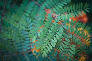 stolthet av barbados växt Caesalpinia pulcherima små blad textur bakgrund foto