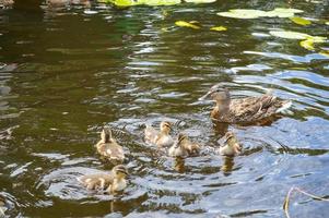 små skön fluffig vild naturlig ankungar, sjöfågel ankor med vingar och näbbar simma på de vatten i de flod, hav, sjö, damm foto