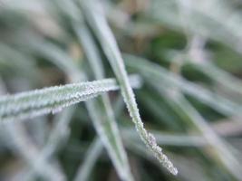 morgon- rimfrost omslaget höst växter i de trädgård foto
