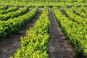 vingård vid La Rioja (Spanien)