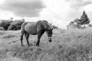 skön vild häst hingst på sommar blomma äng foto