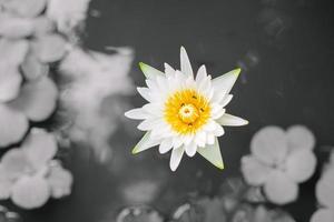 de lotus blomma växande i de sjö grå bakgrund foto