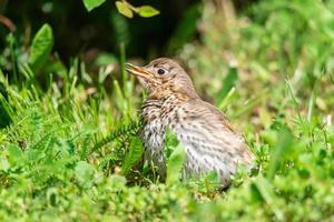 björktrast turdus pilaris på de mossa. foto