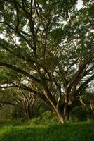 skugga av regnträd tak stor träd i de skog foto