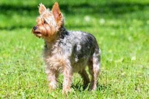 kvinna yorkshire terrier hund foto