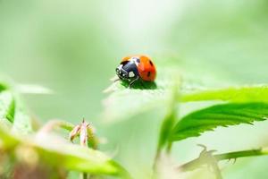 nyckelpiga coccinellidae på en pinne. foto