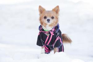 chihuahua hund i vinter- kläder. foto