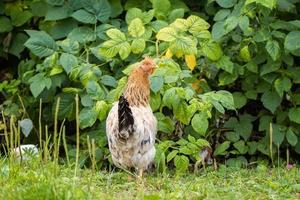 friska kyckling i de trädgård.. foto