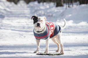 porträtt av en grop tjur hund foto